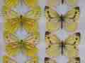 Pieris napi aberration sulphuraea Irish Donegal captive stock (Internet Image property of respective owner, non-commercial use only)